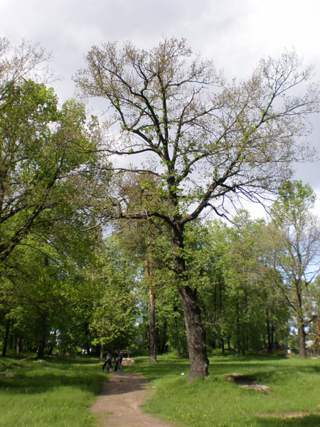 Akulova Gora
